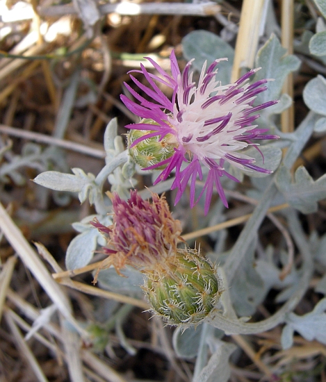 Centaurea scannensis / Fiordaliso del Sagittario